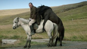 Pora na Skandynawię: O koniach i ludziach