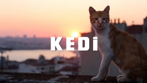 KEDI - sekretne życie kotów. 