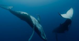 MDAG 2023 - Pieśni wielorybów